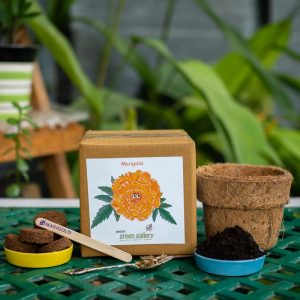diy-gardening-kit-marigold-sangitas-green-gallery-1